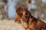 KING CHARLES SPANIEL 007